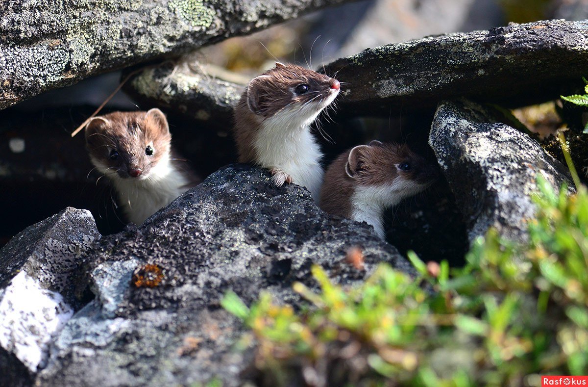 Американская норка