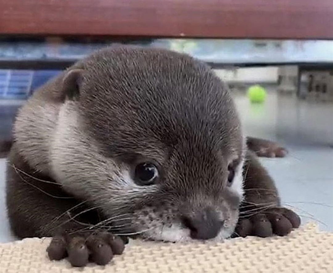 Щенок выдры