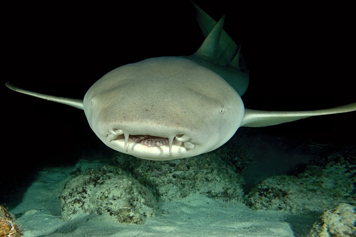 Акула нянька