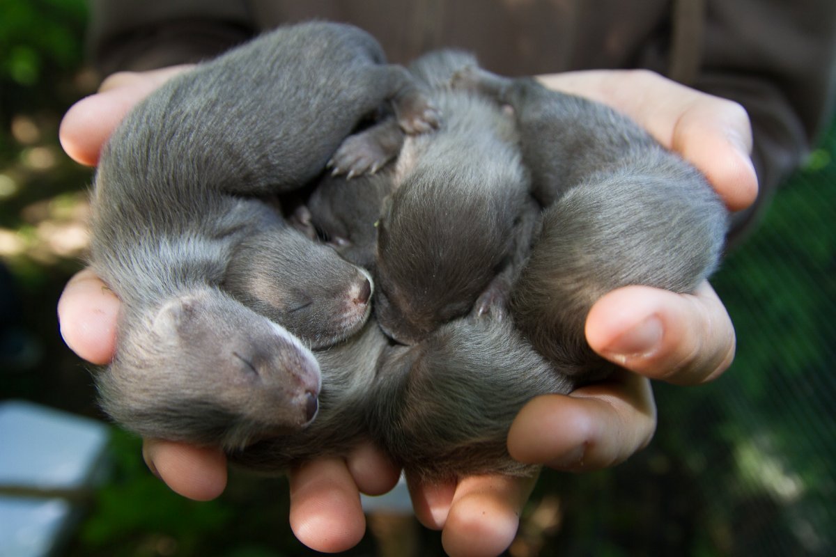 Соболь зверек Детеныши