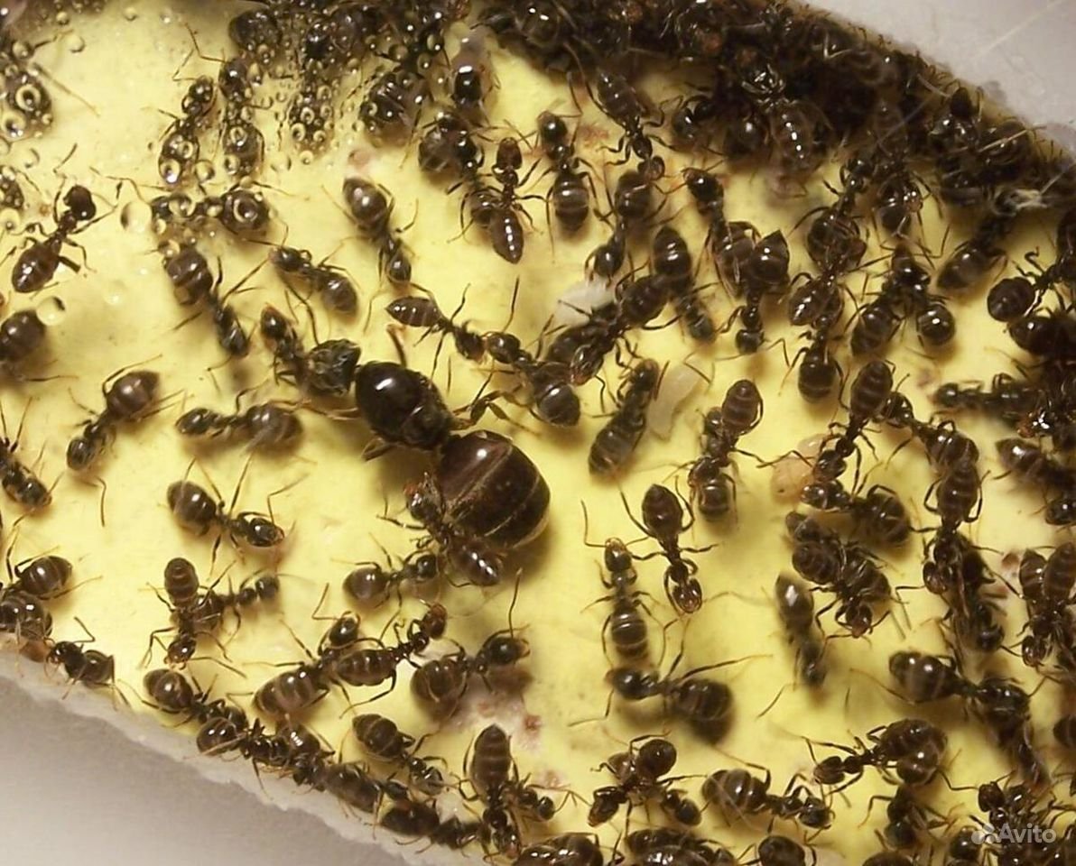 Camponotus (Camponotus) herculeanus (муравей-древоточец красногрудый)