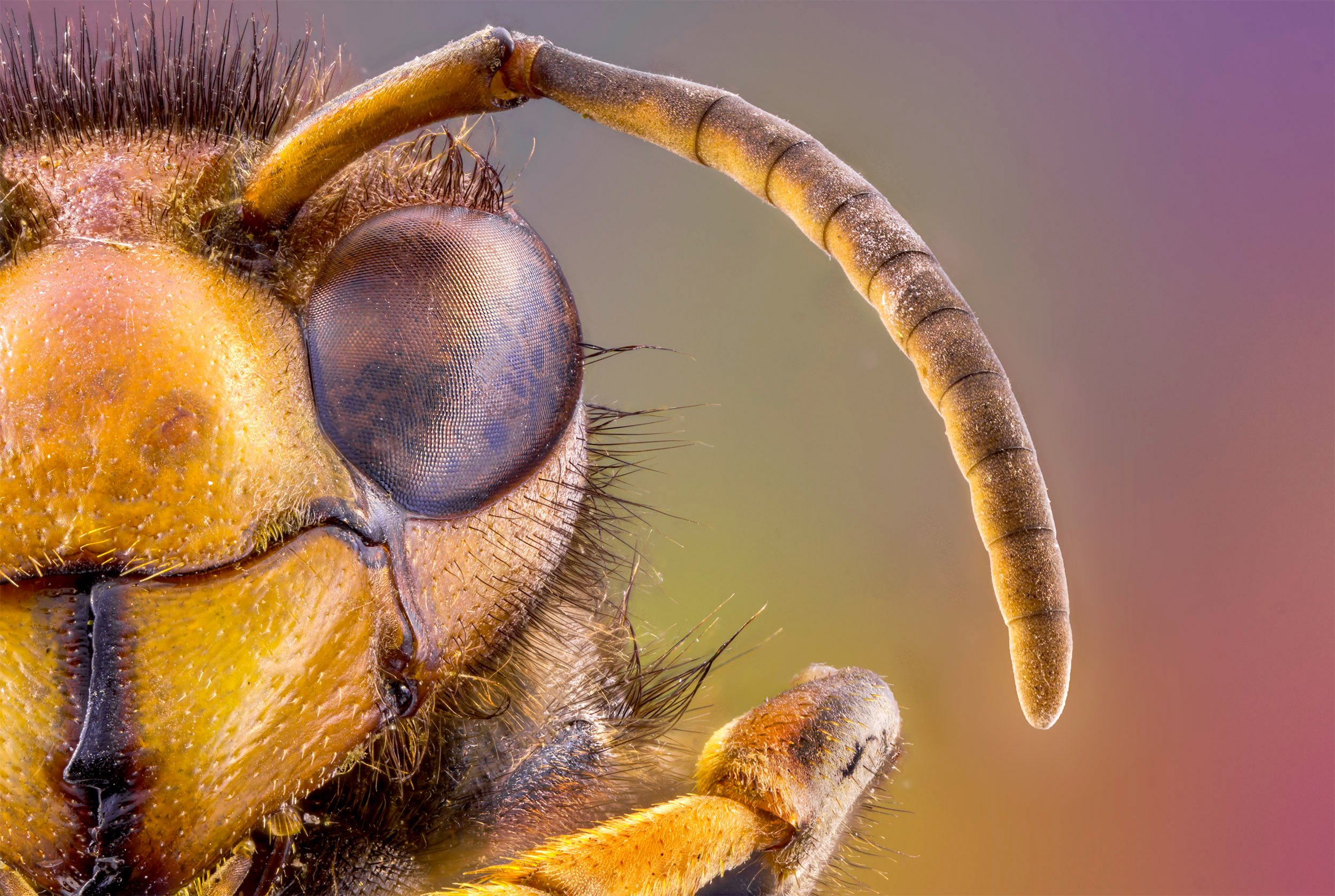 Какая голова пчел. Хоботок пчелы. Хоботок шмеля. Шмель под микроскопом. Глаза пчелы.