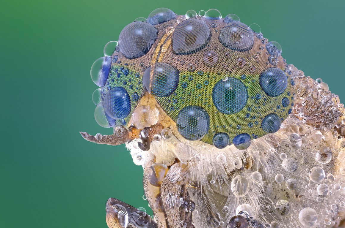 Макромир под микроскопом