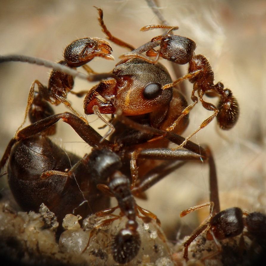 Лазиус нигер