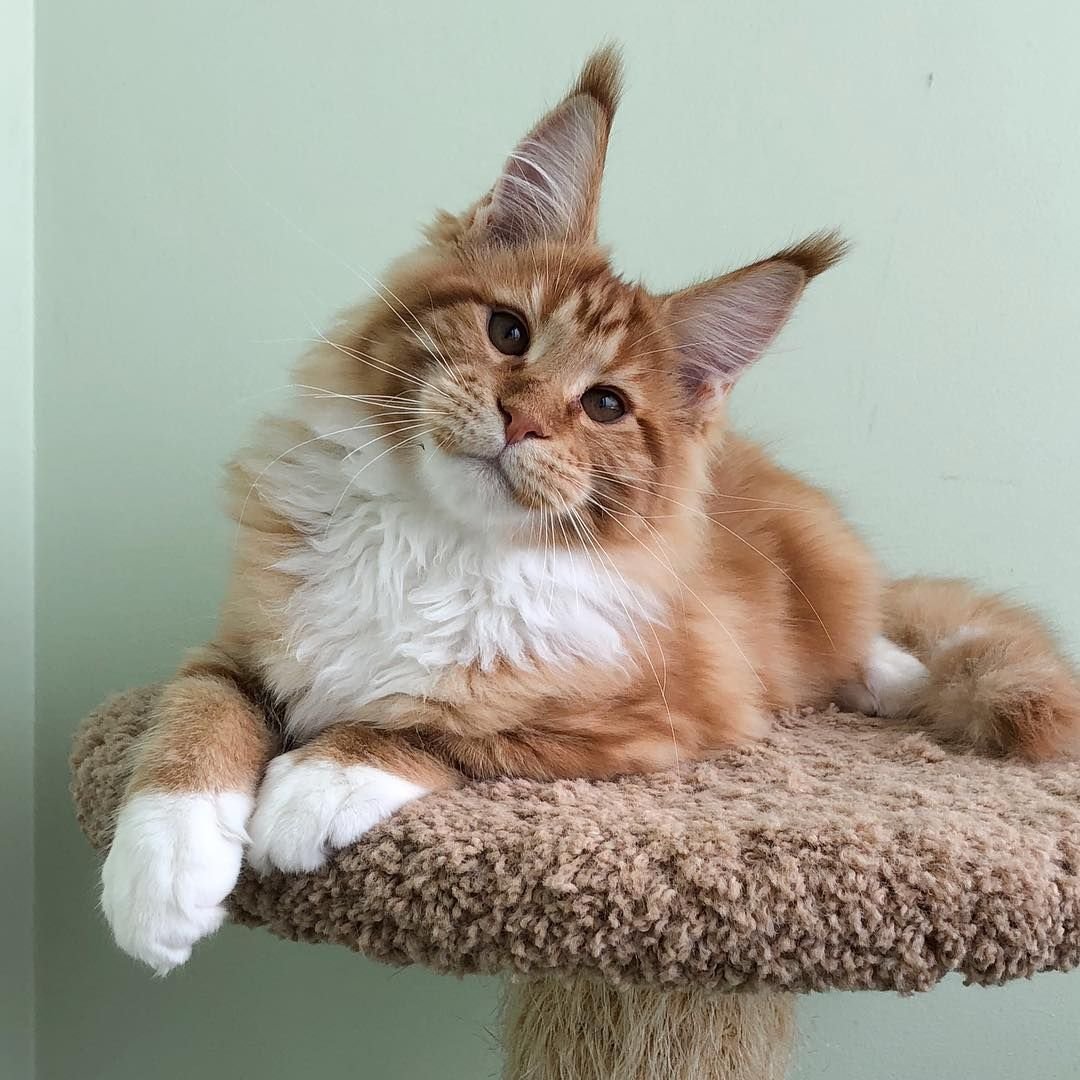 Кот Мейн кун фото