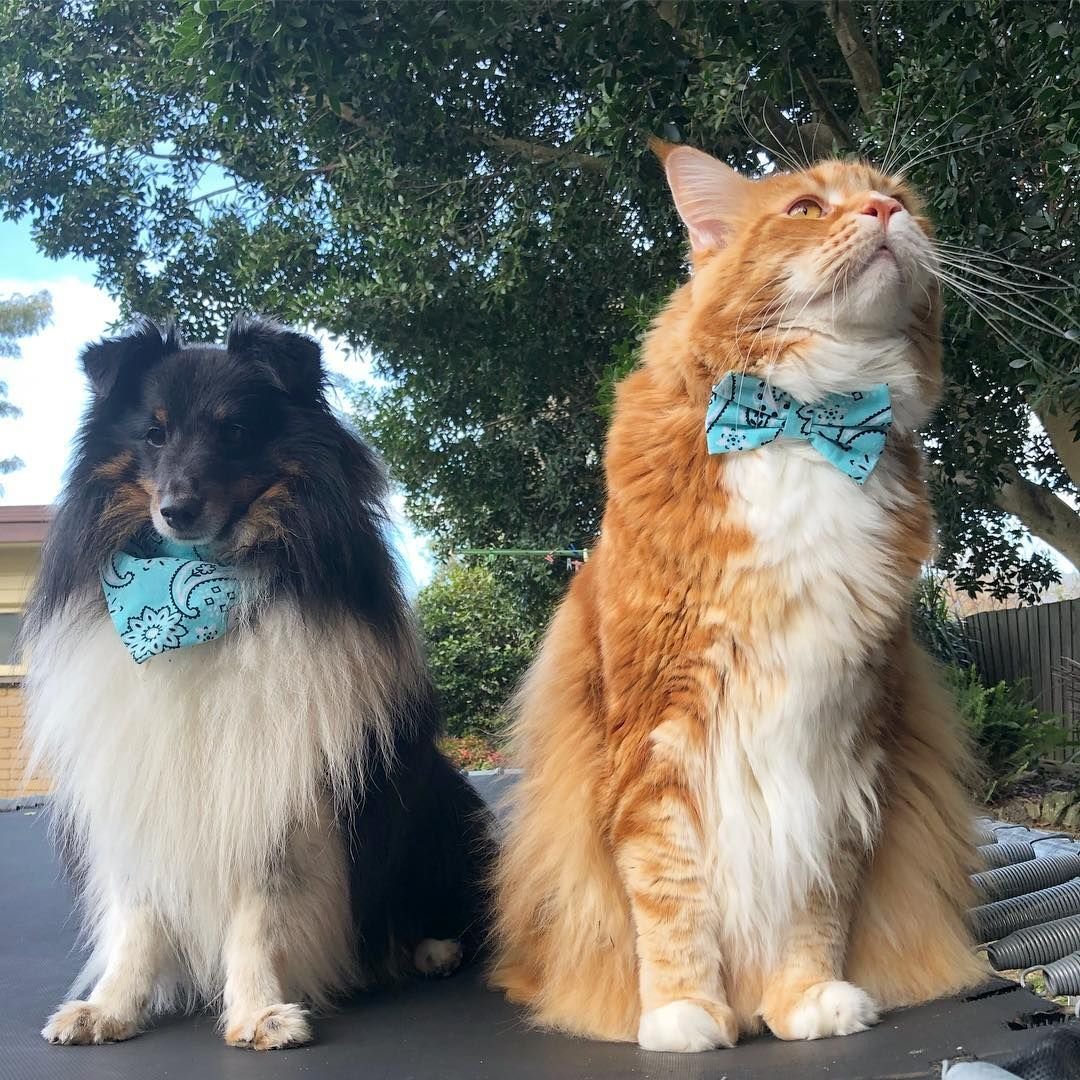 Кошка Мейн кун