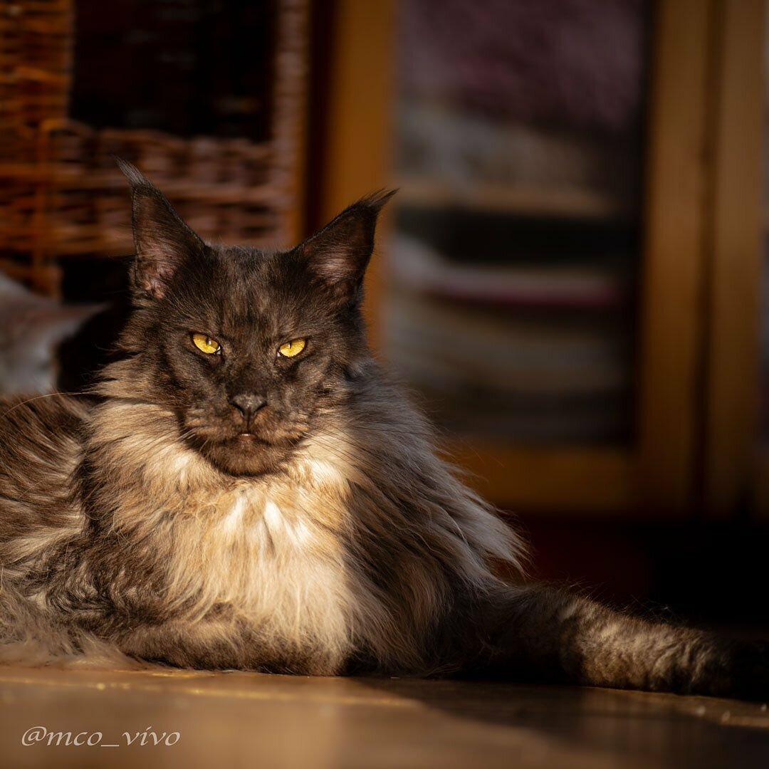 Кунята коты большие