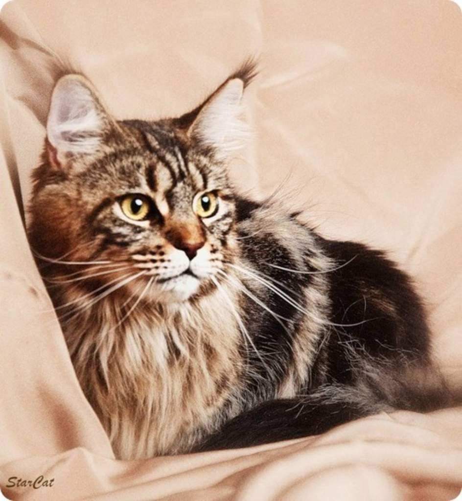 Каракал и Мейн кун