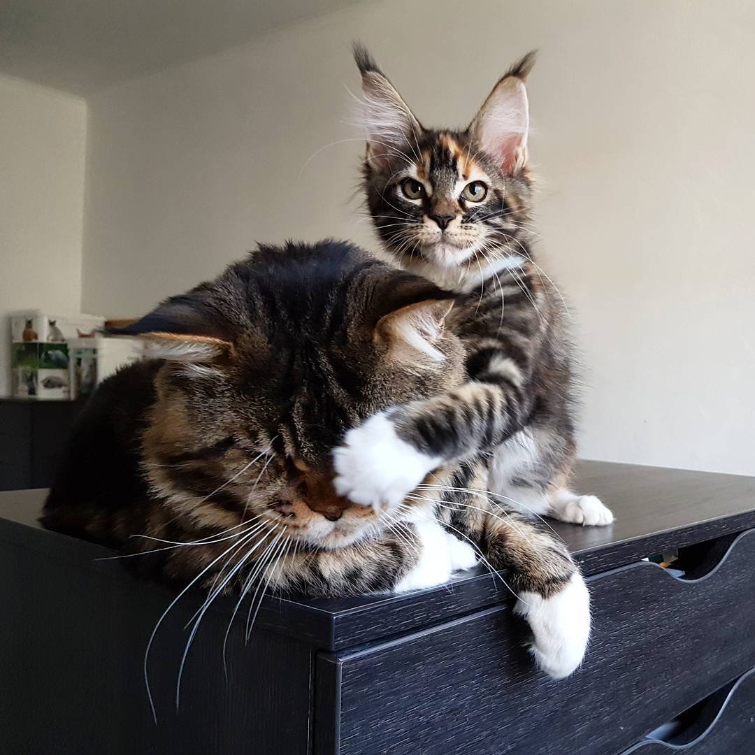 Аборигенные породы кошек