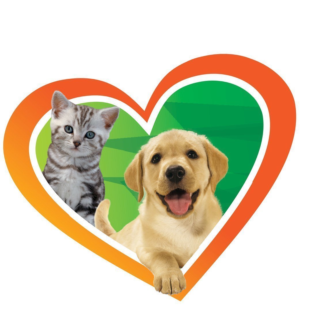 Приют для кошек в Москве Муркоша