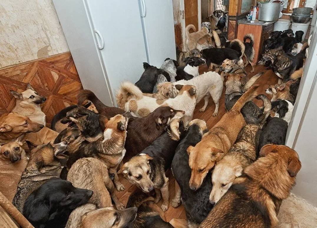 Гостиница для кошек