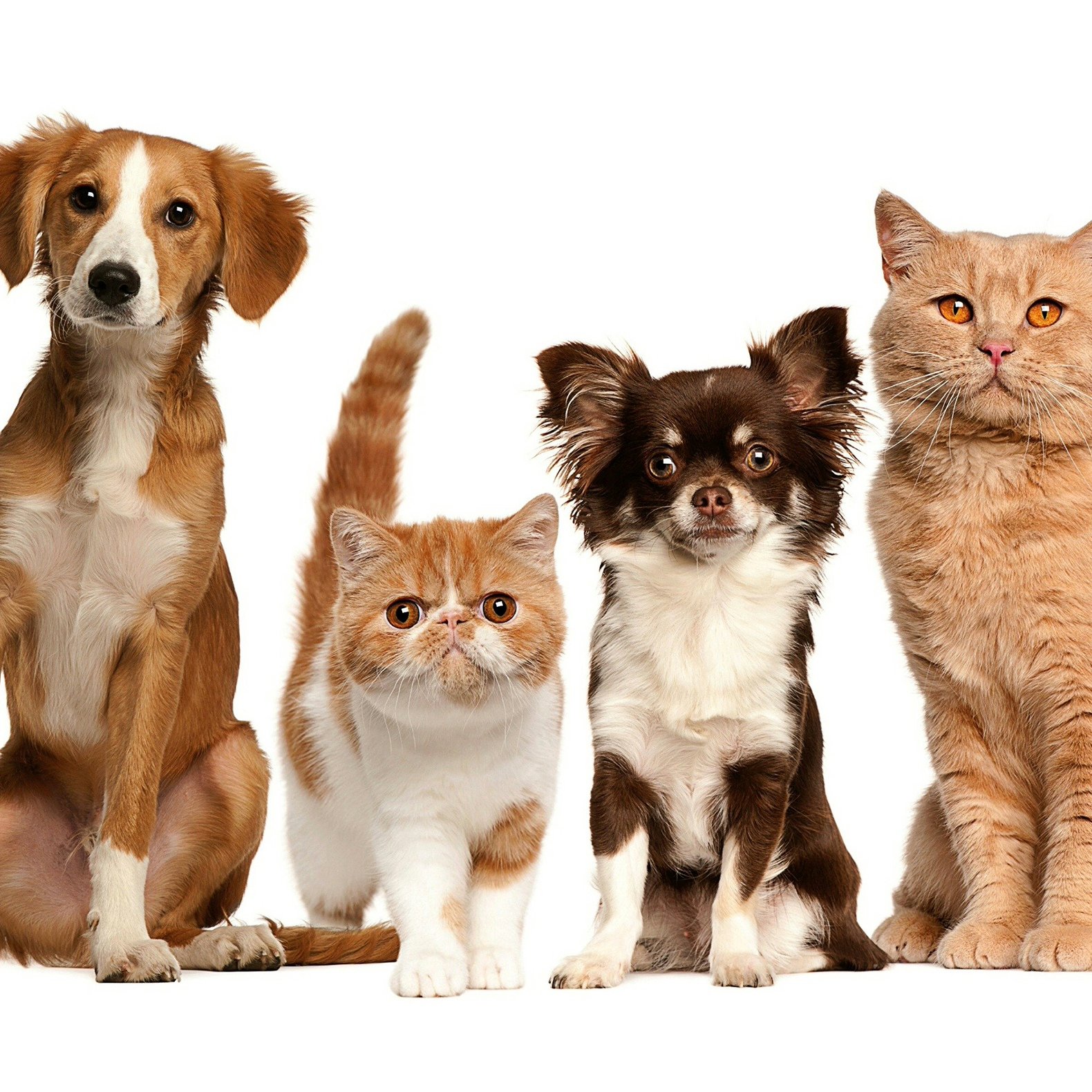 Животные петс. Собачки и кошечки. Разные домашние животные. Картинки домашних животных. Домашние животные кот и собака.