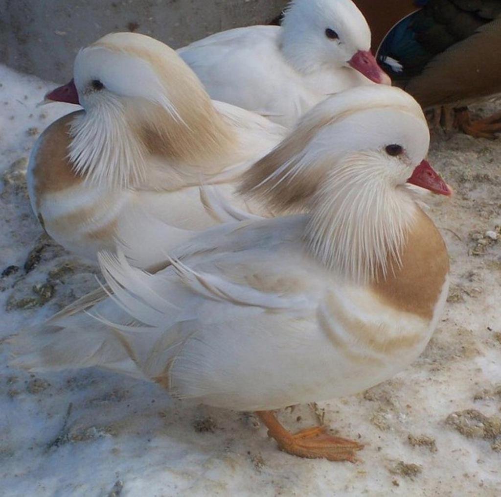 Смешные утята