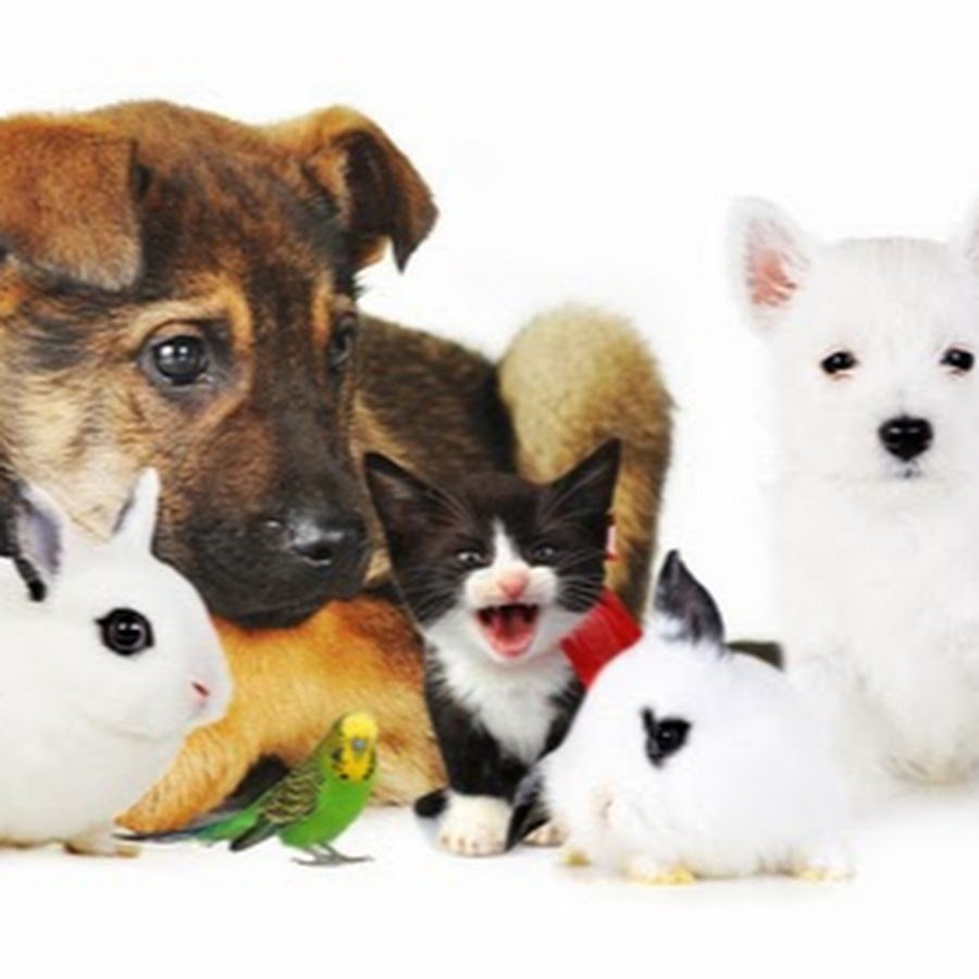 Домашняя передержка животных