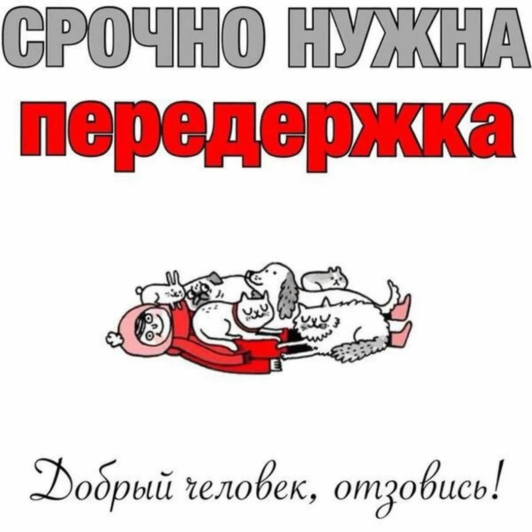 Приют для кошек