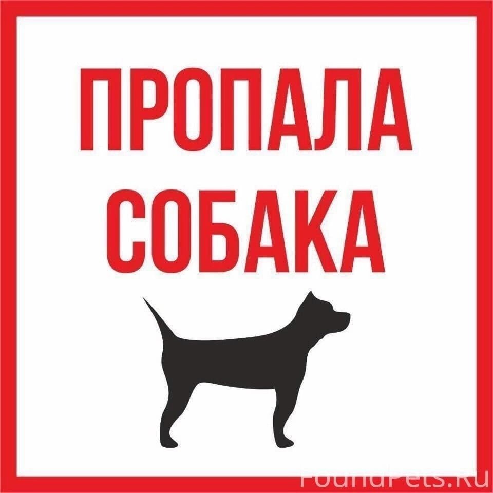 Животные вместе