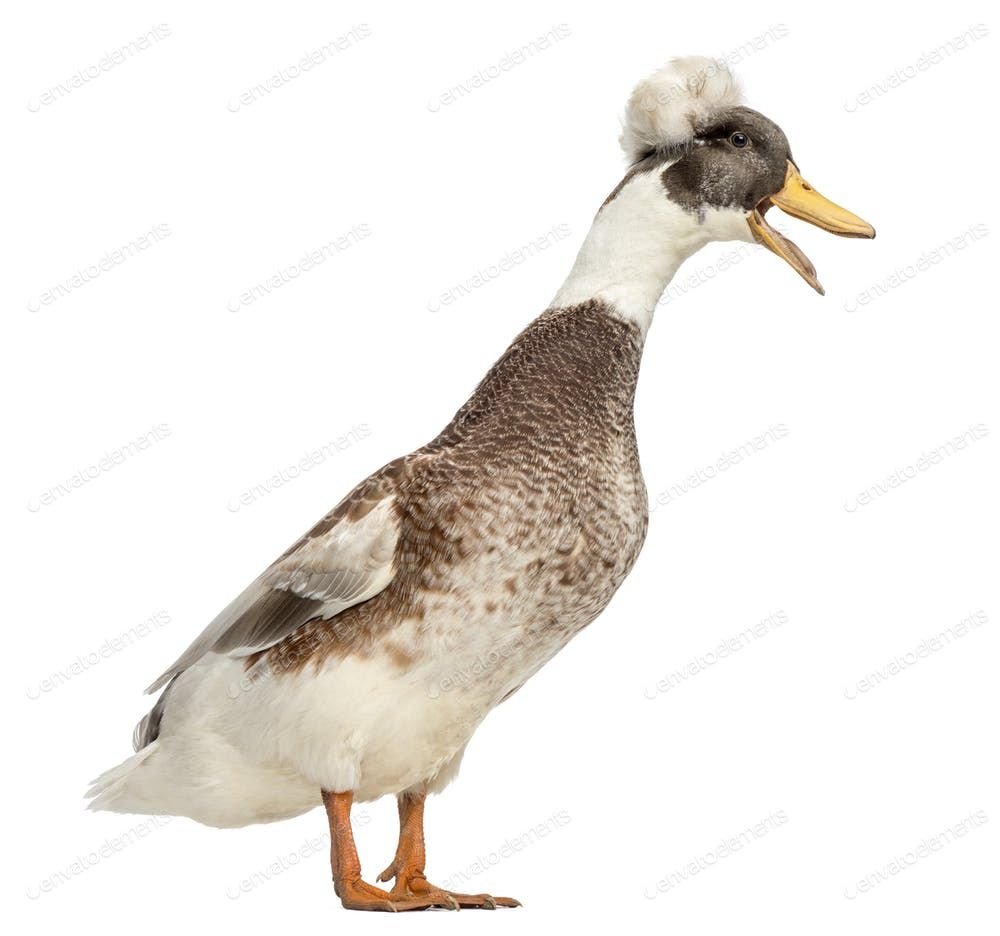 Хохлатая (порода уток)