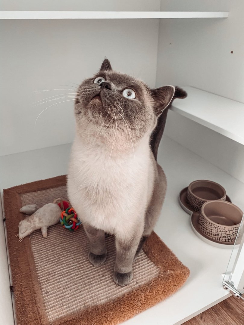 Кошка попытай