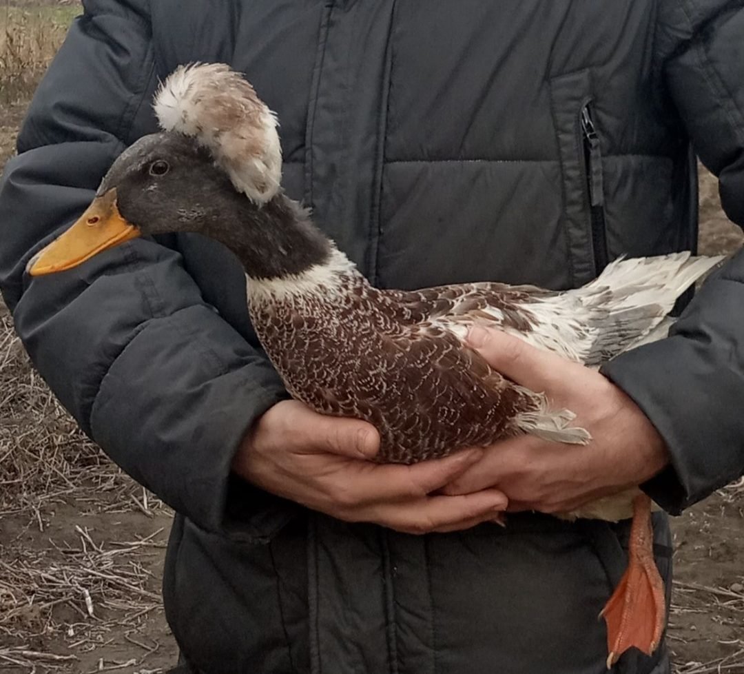 Пекинская хохлатая утка