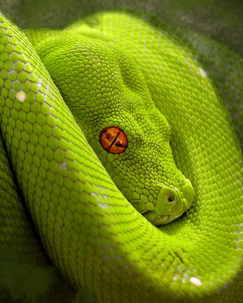 Маисовый полоз Кримсон