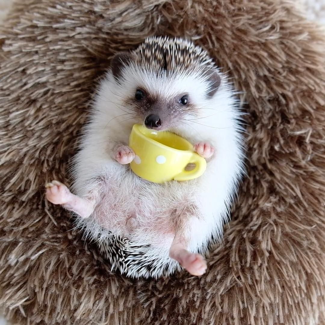 Милые ежики