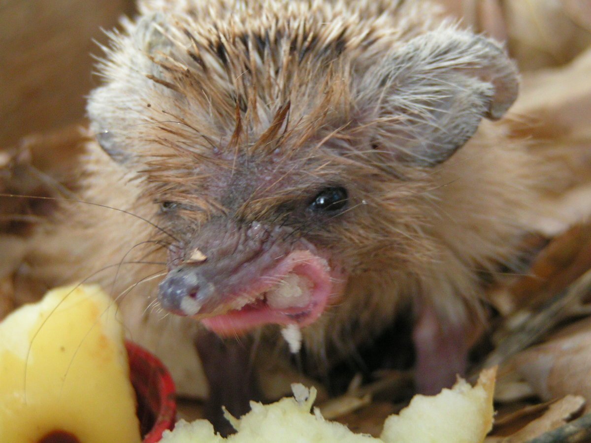 Бешеный Ежик