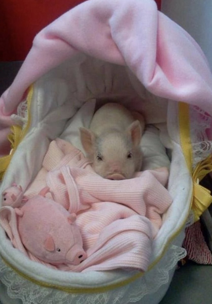 Новорождённые свинки