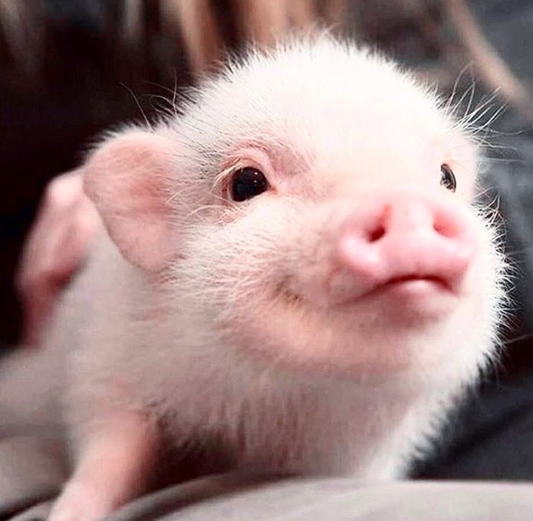 Милые хрюшки