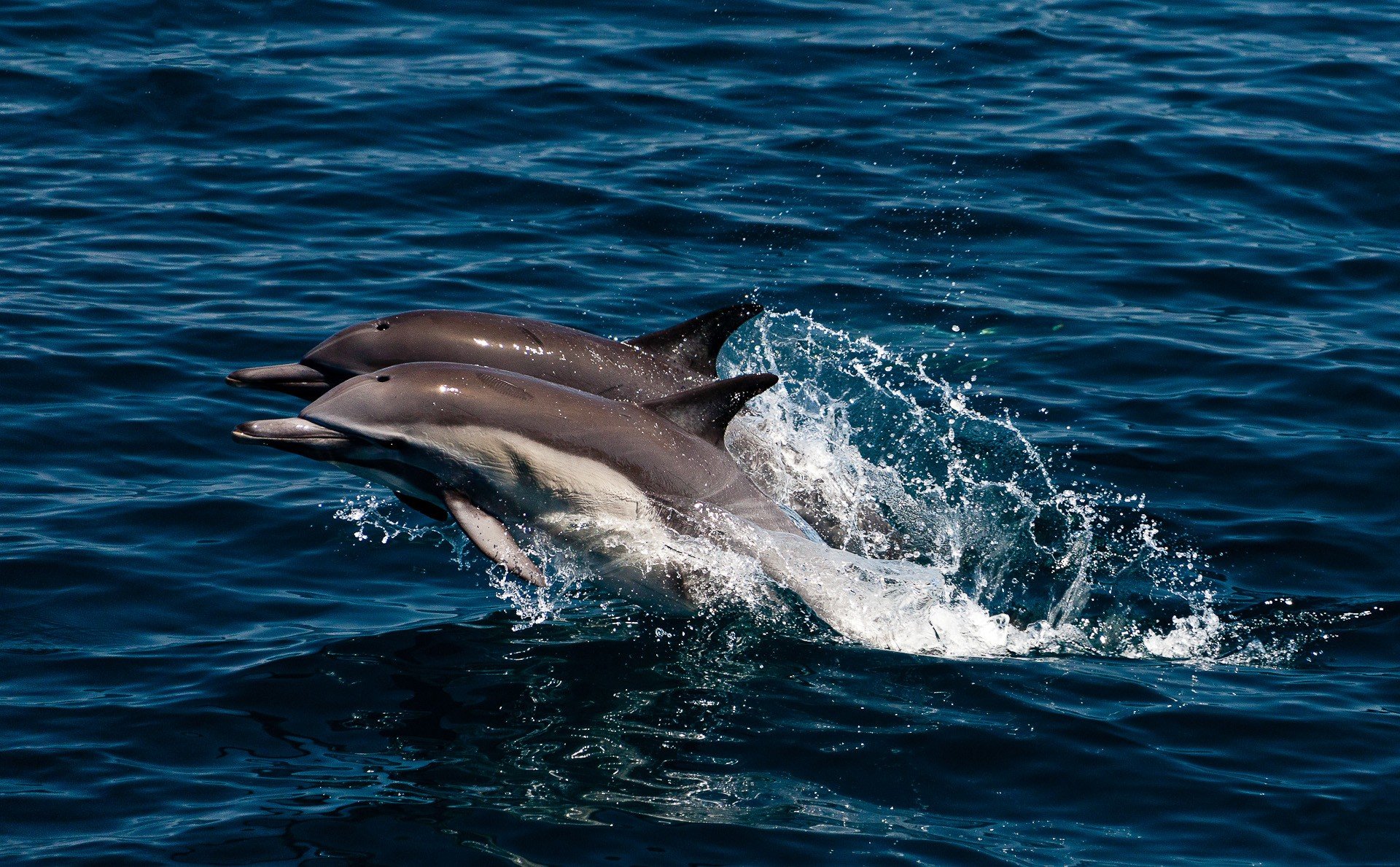 Дельфир. Дельфин млекопитающий. Дельфины в море. Дельфин фото. Дельфин в море.