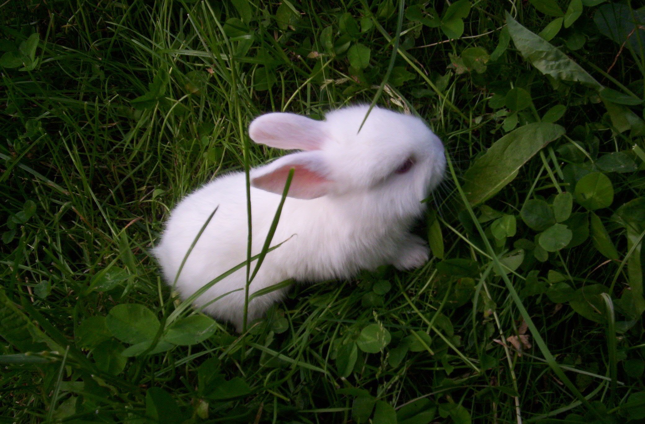 Заяц сразу. Белый Паннон кролик. 1. "White Rabbit" (белый кролик). Милые кролики. Милый кролик.