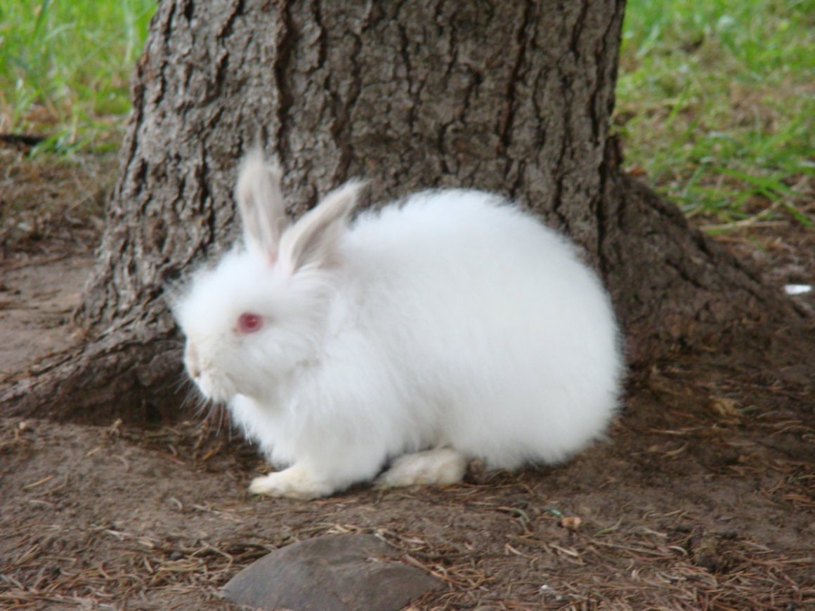 Белый декоративный кролик с красными глазами порода