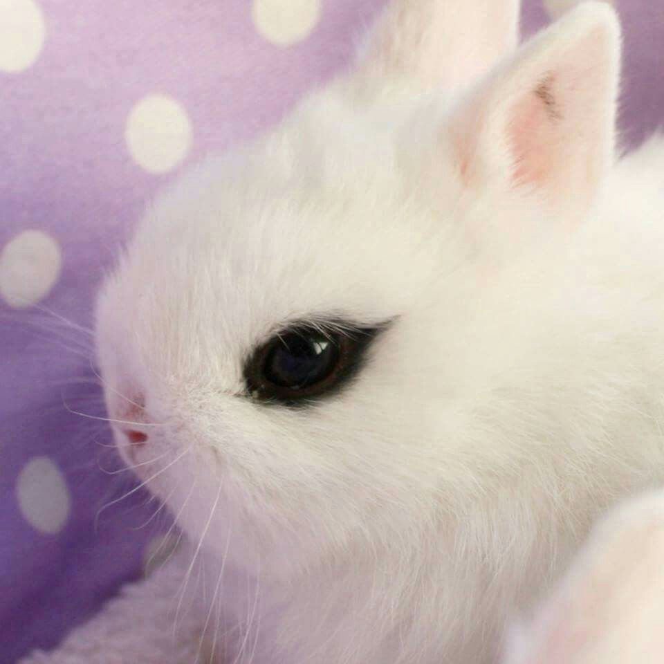 Хотот кролик декоративный