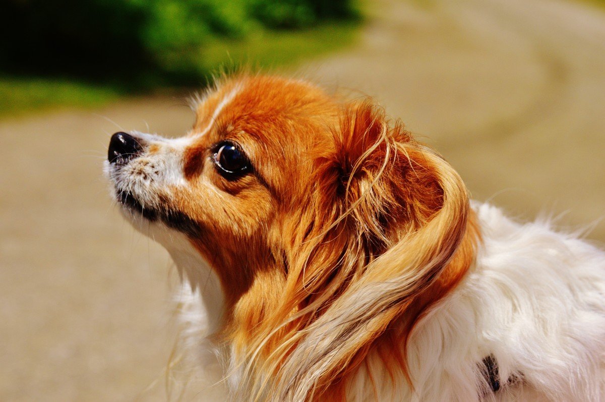 Оранжевая собака - 75 фото