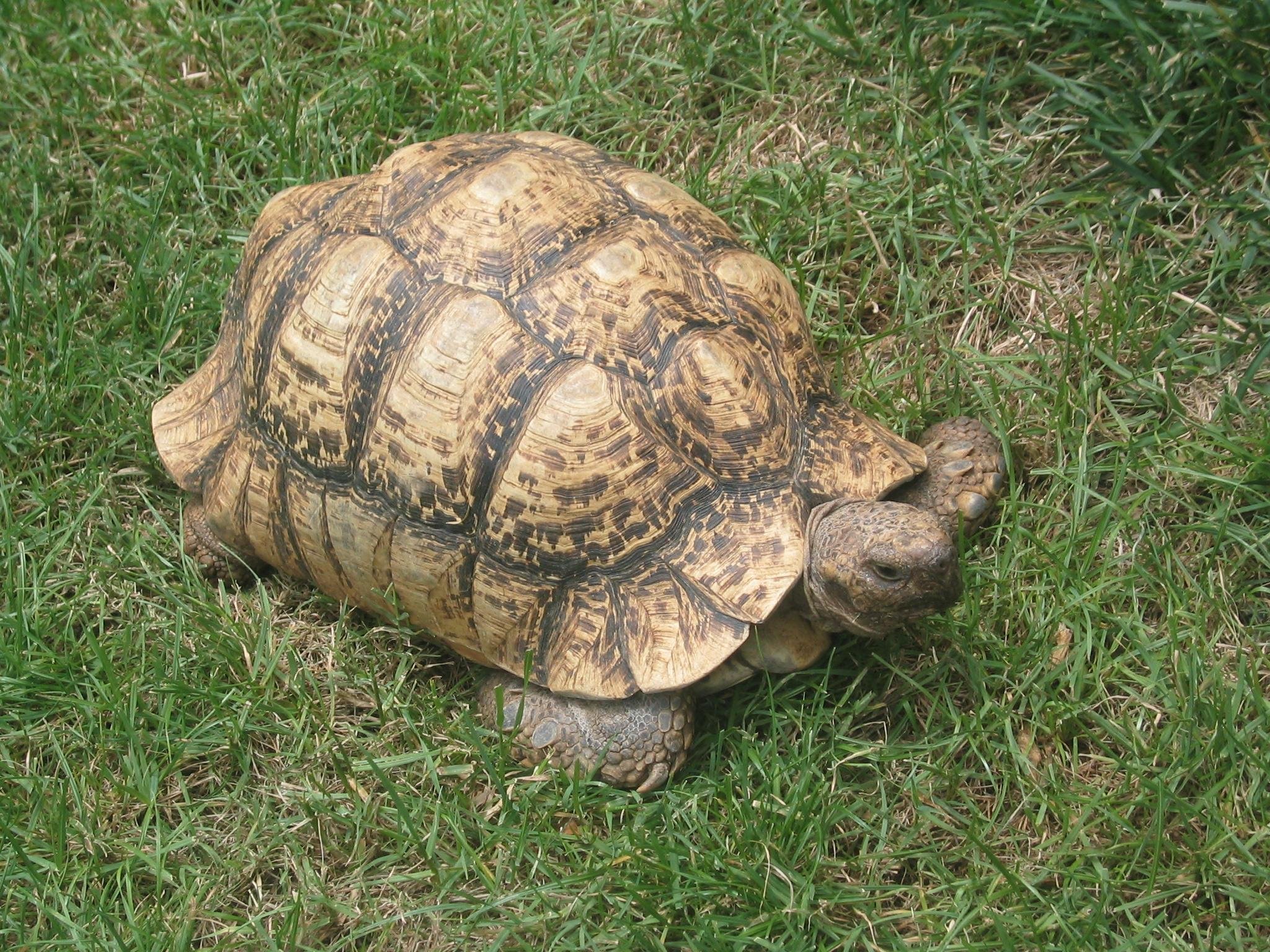 Черепаха 9 8. Леопардовая черепаха. Сухопутная черепаха. Пантеровая черепаха. Черепаха фото.