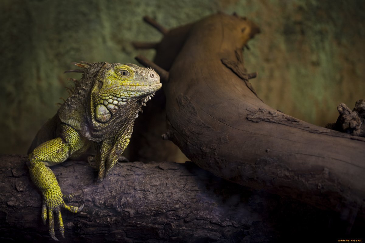 Варан и игуана