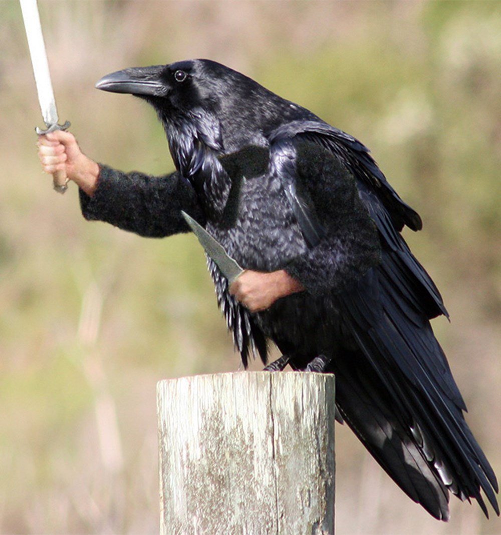 Большой ворон