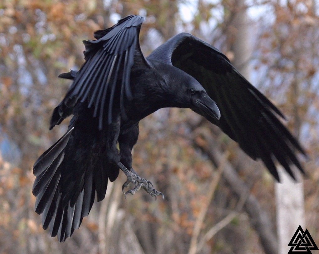 Ворон principalis