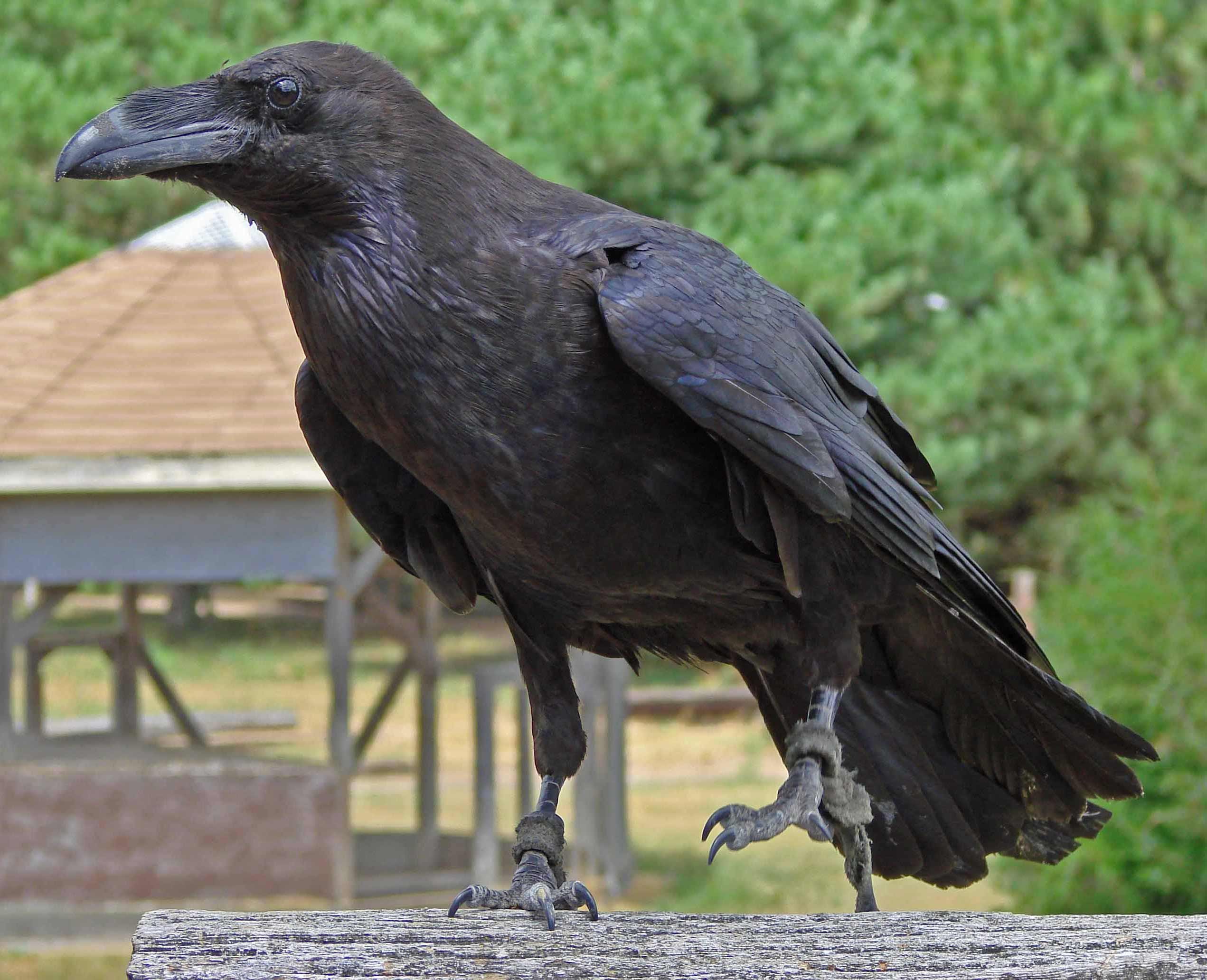 Огромные черные птицы. Corvus typicus. The Raven. Исполинский ворон. Курильский ворон.