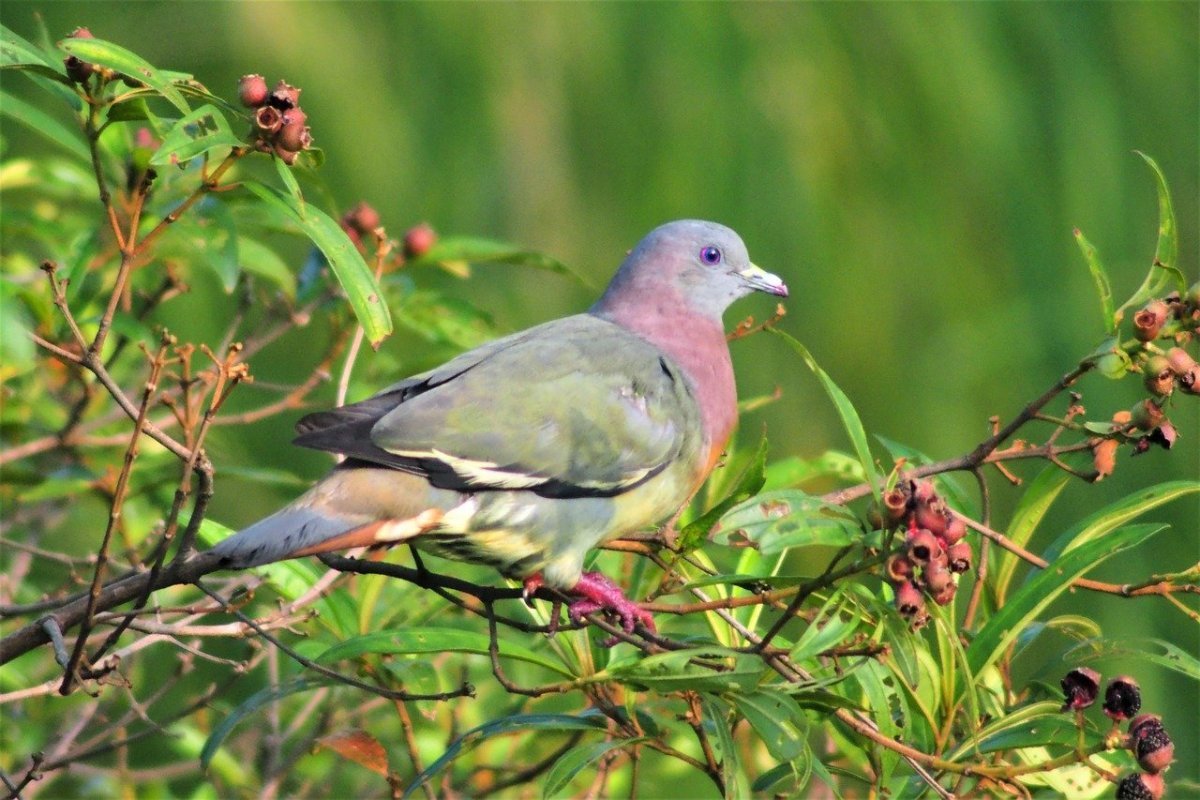 Дикие голуби Подмосковья Горлица