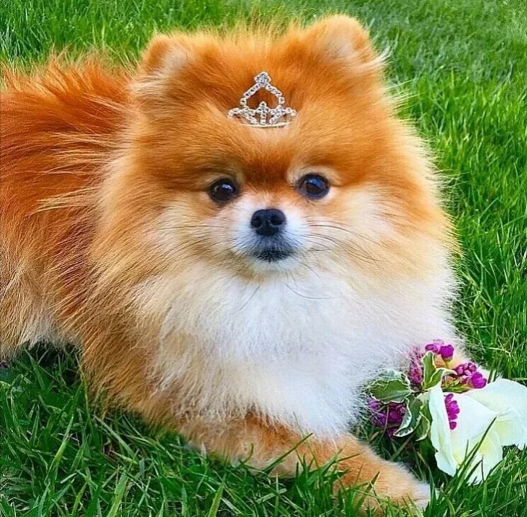 Щенки чихуахуа