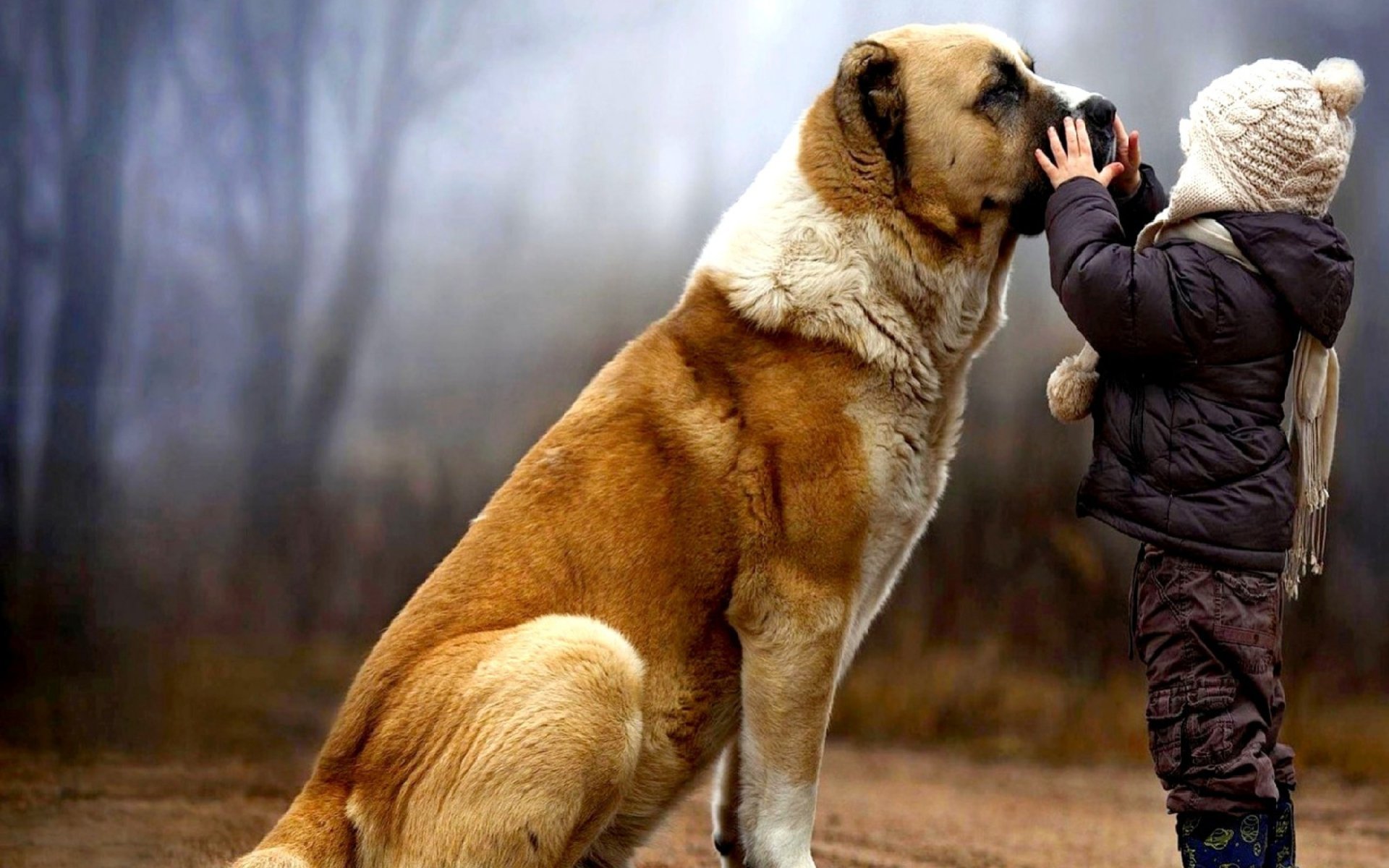 Какая собака преданная человеку. Дружба собаки и человека. Собаки любовь. Мальчик с большой собакой.