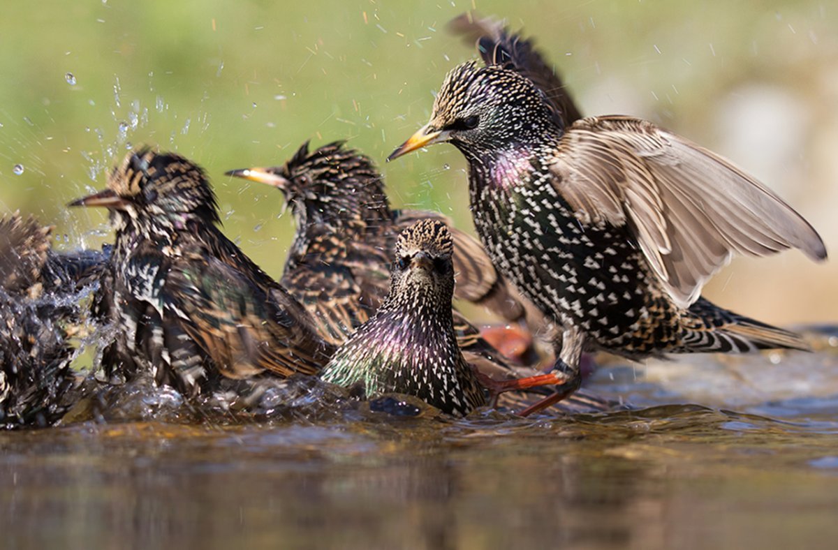 Птенец скворца