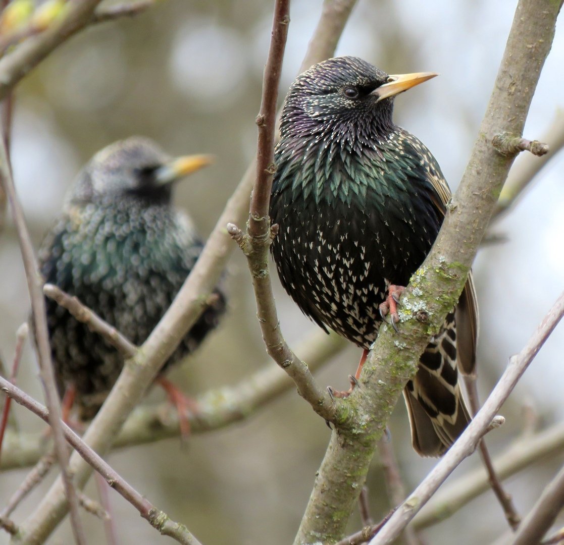Дрозд обыкновенный скворец