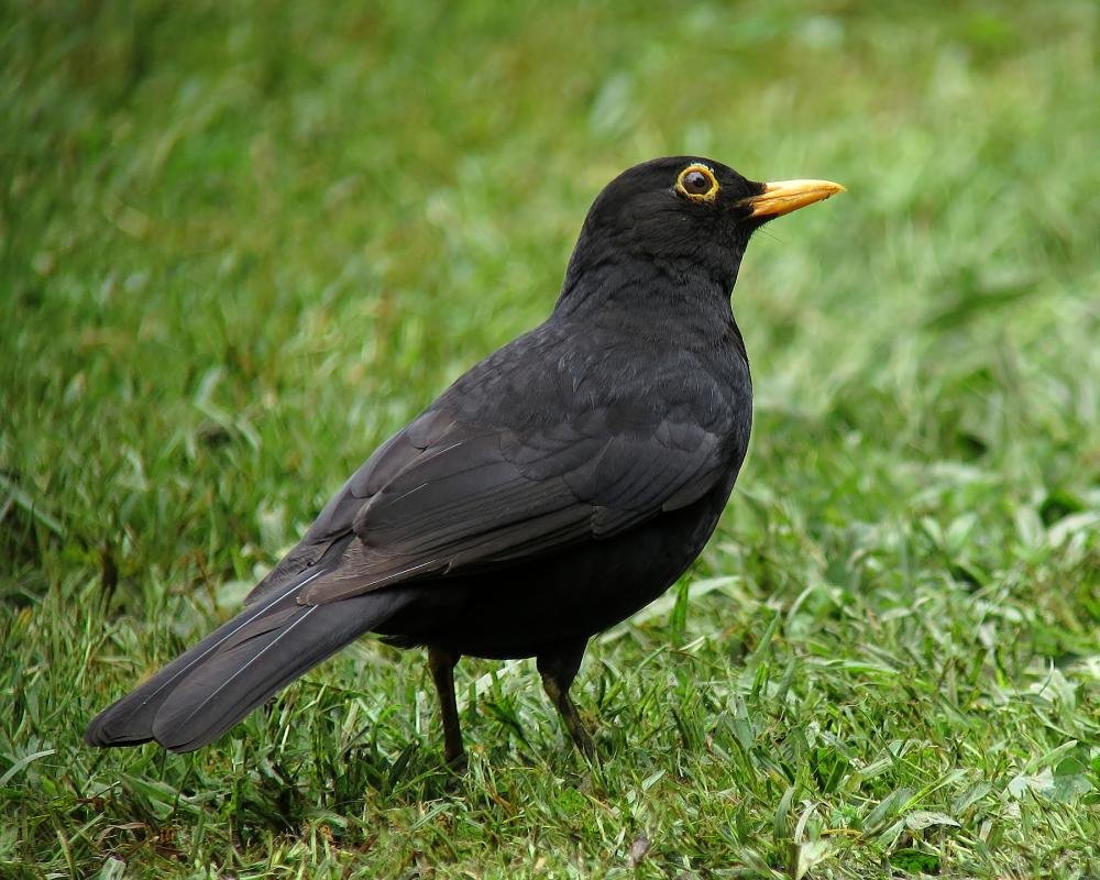 Скворец и Дрозд