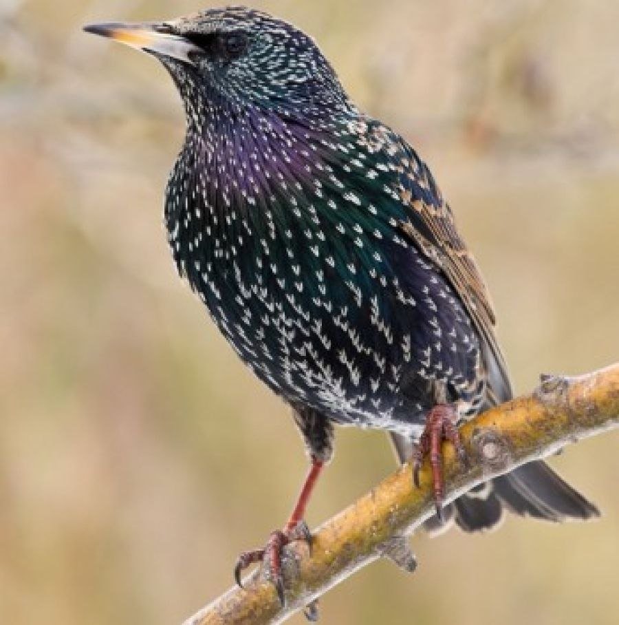 Обыкновенный скворец