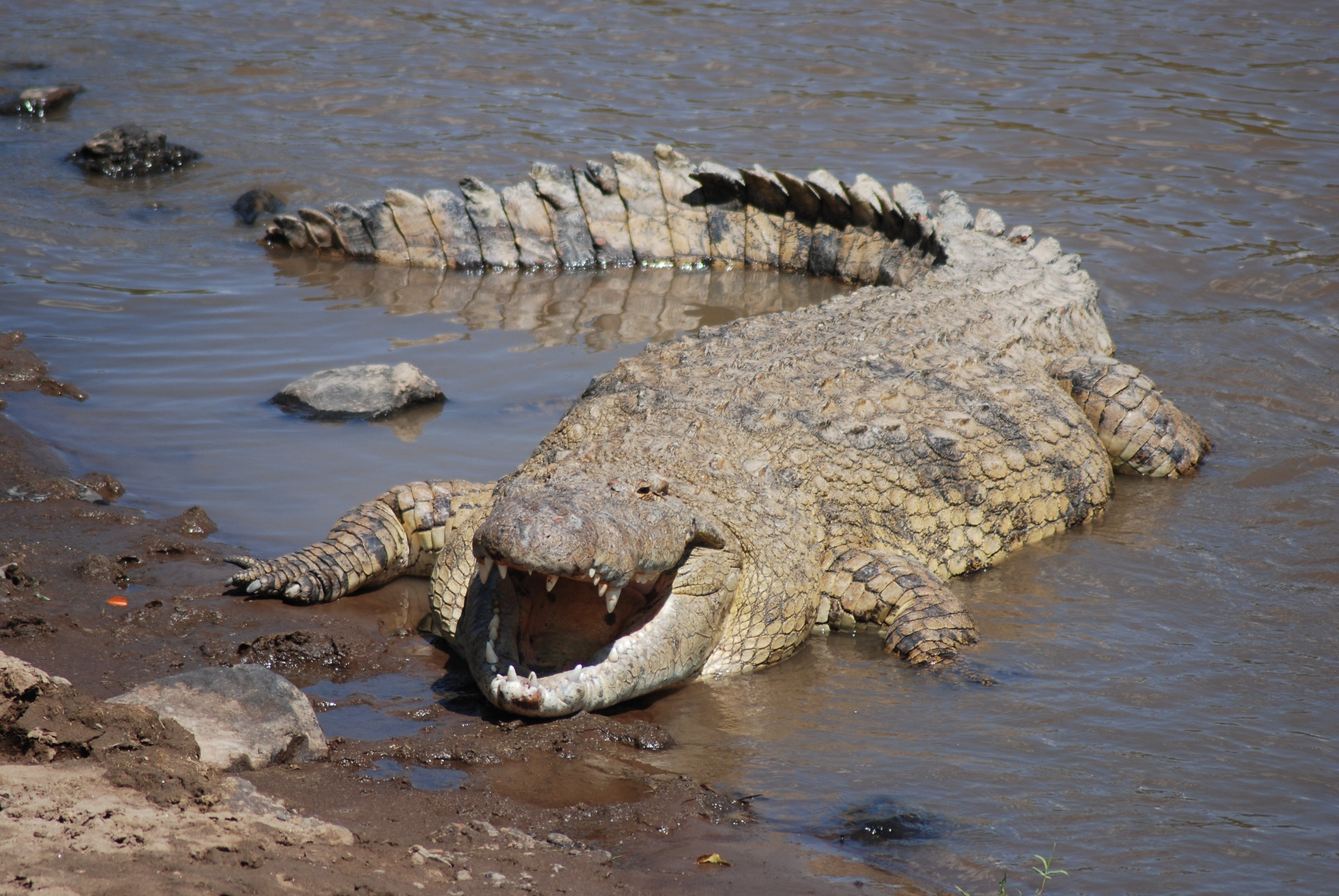 Крокодил живет в африке