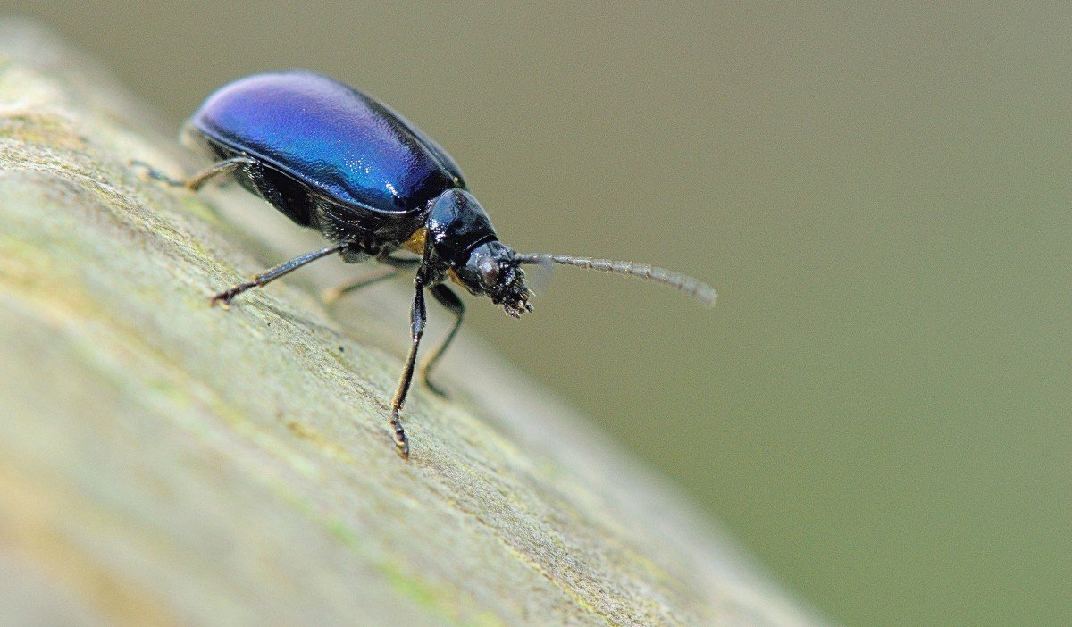 Жук Синекрылка