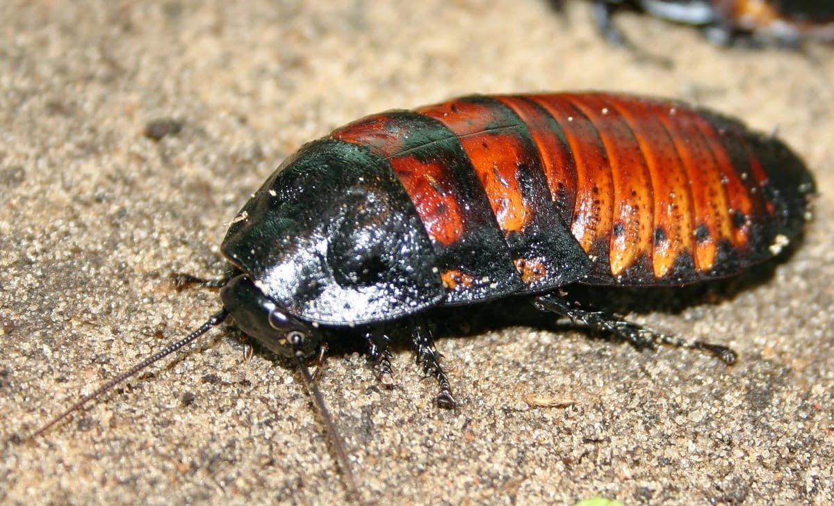 Мадагаскарский шипящий таракан