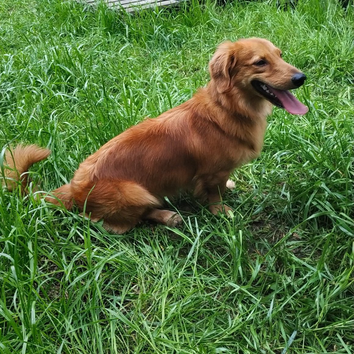 Метис лабрадора и хаски