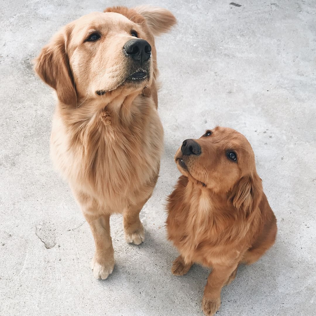 Кроличья такса метис